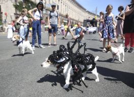 The parade of Jack Russell Terrier dogs