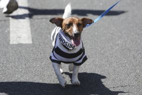 Jack Russell Terrier dog