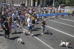 The parade of Jack Russell Terrier dogs