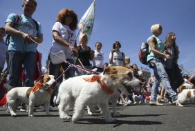 The parade of Jack Russell Terrier dogs