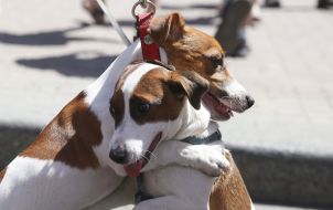 The parade of Jack Russell Terrier dogs