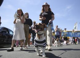 The parade of Jack Russell Terrier dogs