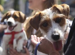 The parade of Jack Russell Terrier dogs