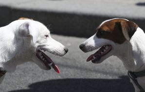 The parade of Jack Russell Terrier dogs