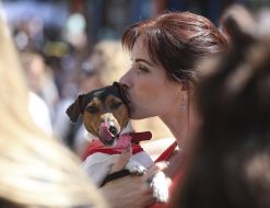 Jack Russell Terrier dog