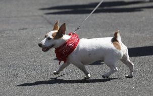 Jack Russell Terrier dog