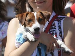 Jack Russell Terrier dog