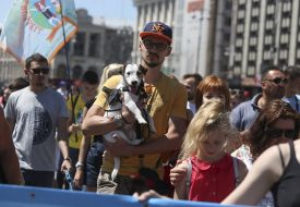 The parade of Jack Russell Terrier dogs