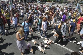 The parade of Jack Russell Terrier dogs