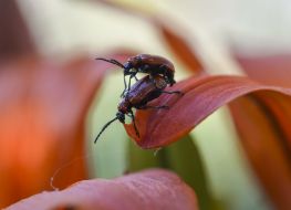 Mantis