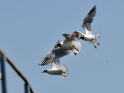 Gulls