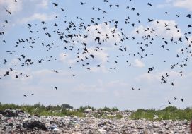 Solid household waste landfill in Sambor