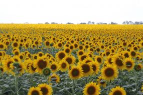 Field of sunflowers