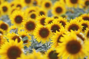 Field of sunflowers