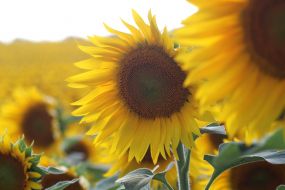 Sunflower in the field