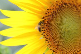 Bee on a flower