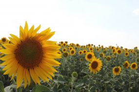 Field of sunflowers