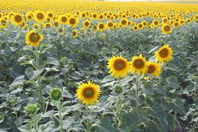 Field of sunflowers