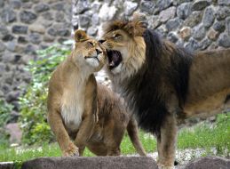 Lions