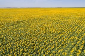 Field of sunflowers