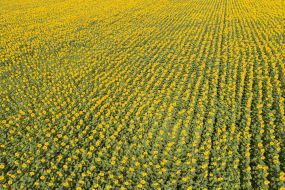 Field of sunflowers