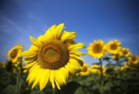 Field of sunflowers