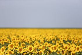 Field of sunflowers