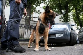 Cynologist with dog