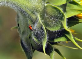 Ladybird on a flower of a sunflower