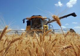 Harvesters harvest wheat