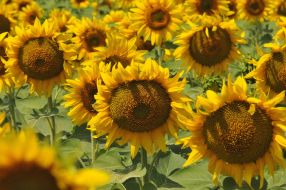 Sunflowers