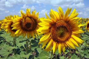 Sunflowers