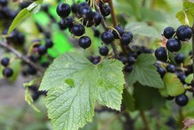 Black currant