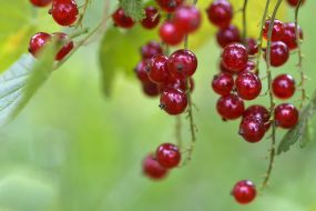 Red currant