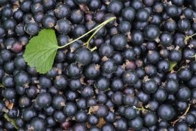 Black currant