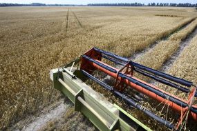 Harvesting wheat