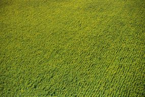 Field of sunflowers