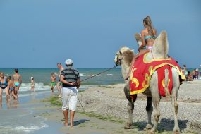 A man is leading a camel