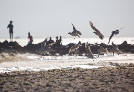 Seagulls on the beach