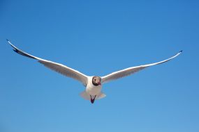 Seagull in the sky