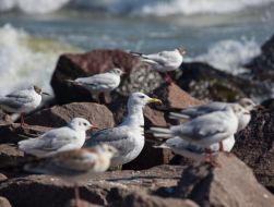 Seagulls on the beach