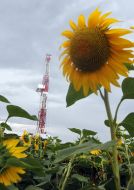 Field of sunflowers