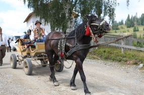 Horse with a cart