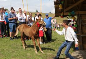 The man is pulling a foal