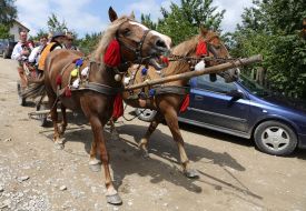 Horse with a cart