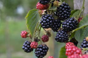 Blackberry berries
