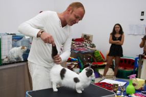 The judge estimates the cat