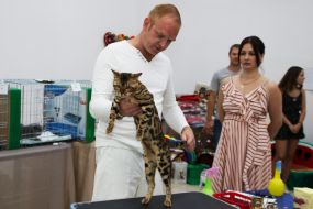 The judge estimates the cat