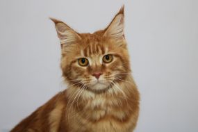 Cats of the Maine Coon breed