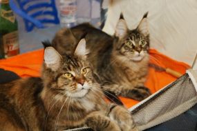 Show "Golden Cat of Chernigov"